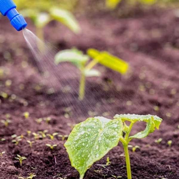 Calcium Nitrate Water Soluble